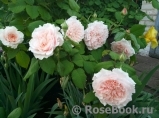 Rose de Tolbiac ® Rose de Tolbiac ®