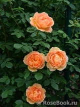 Lady of Shalott Lady of Shalott