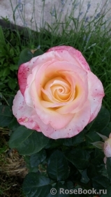 Belle Perle Belle Perle