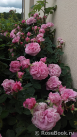 Rose de Montmeillant Rose de Montmeillant