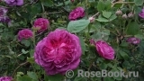 Reine des Violettes Reine des Violettes