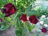 Black Baccara Black Baccara