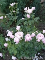 Hans Gonewein Rose Hans Gonewein Rose