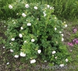 Ritausma Ritausma