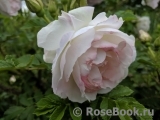 Ritausma Ritausma