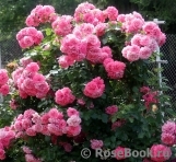 Rosarium Uetersen Rosarium Uetersen