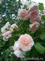 Rose de Tolbiac ® Rose de Tolbiac ®