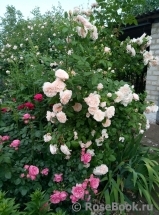 Rose de Tolbiac ® Rose de Tolbiac ®