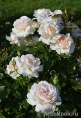 Chandos Beauty Chandos Beauty
