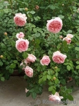 Abraham Darby Abraham Darby