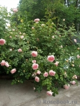 Abraham Darby Abraham Darby