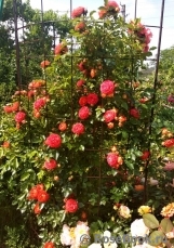 Starlet®-Rose Carmen® Starlet®-Rose Carmen®