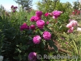 Heidi Klum Rose Heidi Klum Rose