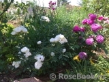 Witte Koster Witte Koster