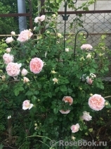 Abraham Darby Abraham Darby