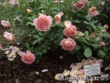 Jubilee Celebration® Jubilee Celebration®