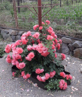 Rosarium Uetersen Rosarium Uetersen