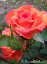 Alegria Alegria