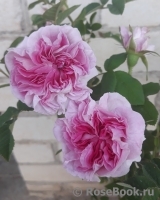 Blush Damask