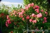 Rosarium Uetersen Rosarium Uetersen