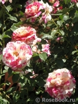 Vanille Fraise ® Vanille Fraise ®