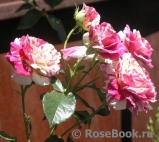 Vanille Fraise ® Vanille Fraise ®