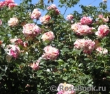 Vanille Fraise ® Vanille Fraise ®