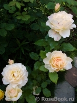 Chandos Beauty Chandos Beauty