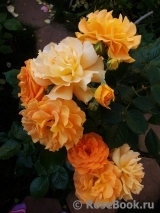 Goldelse Goldelse