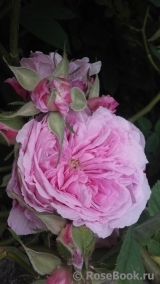Rose de Montmeillant Rose de Montmeillant