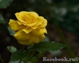 Friesia Friesia