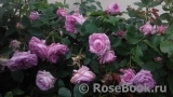 Rose de Montmeillant Rose de Montmeillant
