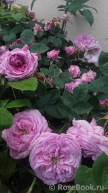 Rose de Montmeillant Rose de Montmeillant