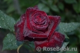 Black Baccara Black Baccara