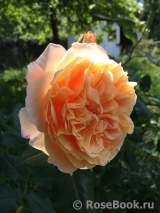 Crown Princess Margareta® Crown Princess Margareta®