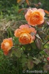 Lady of Shalott Lady of Shalott