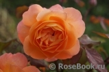 Lady of Shalott Lady of Shalott