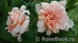 Perle d'Or Perle d'Or