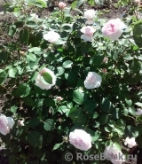 Olivia Rose Austin Olivia Rose Austin