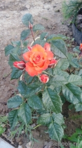 Alegria
