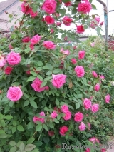 Zephirine Drouhin Zephirine Drouhin