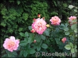 Augusta Luise Augusta Luise