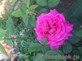 Pink Peace Pink Peace