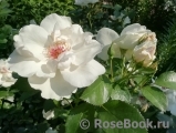 Jacqueline du Pre Jacqueline du Pre