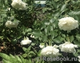 White Meidiland White Meidiland
