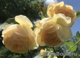 Golden Celebration® Golden Celebration®