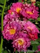 Blauwestad Blauwestad