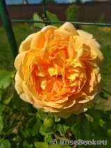 Crown Princess Margareta® Crown Princess Margareta®