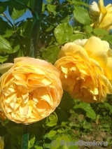 Crown Princess Margareta® Crown Princess Margareta®