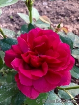 Darcey Bussell Darcey Bussell